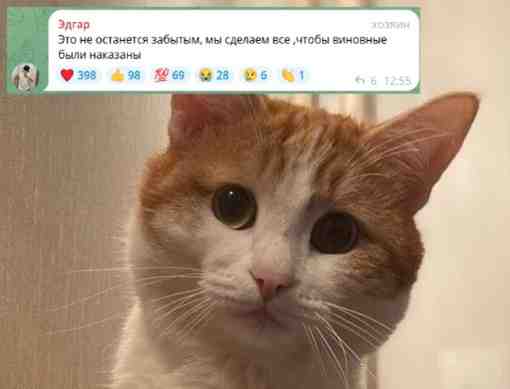В Кирове нашли мертвого кота, как две капли воды похожего на Твикса Бело-рыжий кот…