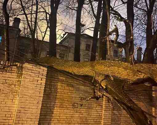 С территории психиатрической больницы № 3 имени И. И. Скворцова-Степанова упало дерево вечером в…