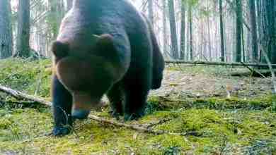 Медведь к свадьбе готов В мою видеоловушку во Всеволожском районе попался бурый медведь. Это…