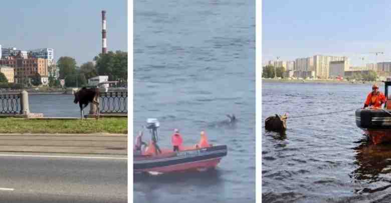 Лося, [|блуждавшего по городу в районе «Елизаровской»], выловили в Неве и увезли в Левашовский…