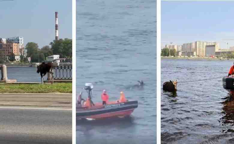 Лося, [|блуждавшего по городу в районе «Елизаровской»], выловили в Неве и увезли в Левашовский…