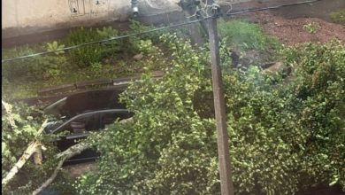 Две женщины пострадали при падении деревьев: 84-летняя — в Кронштадте, 56-летняя — в Александровском…