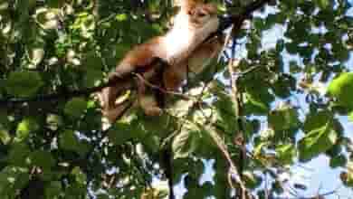 Котёнка спасли в Токсово — пушистик вскарабкался на дерево и не мог слезть. Спасатель…