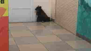 Из-за грозы и грома у кого-то убежала собака, видно, домашняя, упитанная. Спряталась на втором…