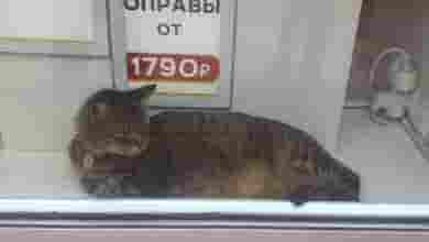 Пушистый талисман магазина у метро «Василеостровская»