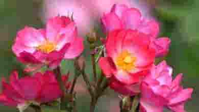 Красота в саду Петра Великого Фото: Ботанический сад Петра Великого, Алевтина Здоровенина