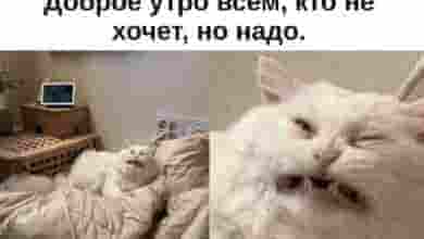 Доброе утро, петербуржцы! Сегодня в Петербурге ожидается прохладная и дождливая погода. Утром будет +13°,…