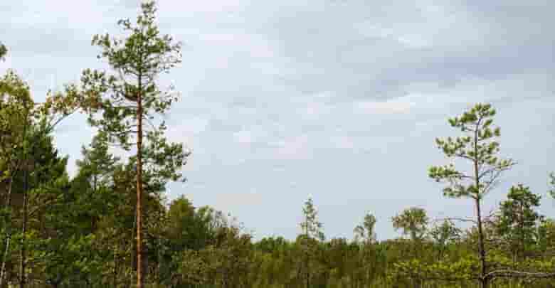 Экотропа «Сестрорецкое болото» Экологический маршрут позволяет познакомиться с уникальным природным и историческим наследием непосредственно…