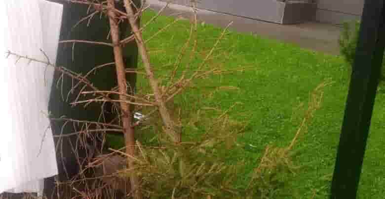 В Кудрово кто-то сдался