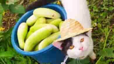 Организмы россиян «не настроены» на бананы и манго, заявила депутат Госдумы Татьяна Буцкая. Как…