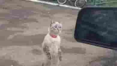 «Работа для Вас» представляет рубрику «Юмор» #юмор@vakansii_voditel_spb