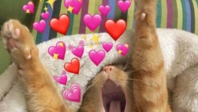 Доброе утро, петербуржцы! Сегодня в Петербурге ожидается прохладная и влажная погода. Утром будет около…