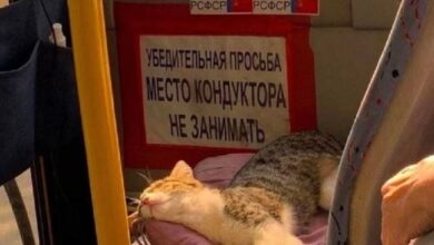 «Работа для Вас» представляет рубрику «Юмор» #юмор@vakansii_voditel_spb