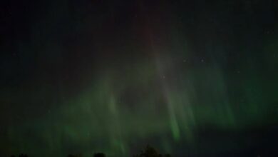 Северное сияние. Моторное, Приозерский район, Ленинградская область. Фото: Ольга (Астрофотоболото)