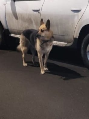 Старый Петергоф. Прибилась собака, пришла к подъезду и не уходит. Пугливая, видно, что домашняя….