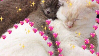 Доброе утро, петербуржцы! Сегодня солнечно, без осадков. Утром +3 градуса, днем до +8 градусов,…