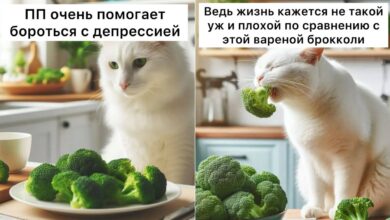 Также сегодня отмечается Всемирный День здорового питания