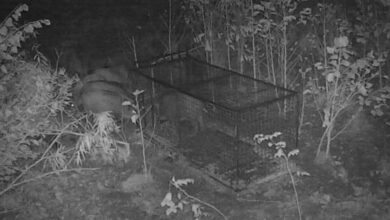 Сезонная активность кабанов находится на повышенном уровне из-за начала брачного периода, поэтому они продолжают…