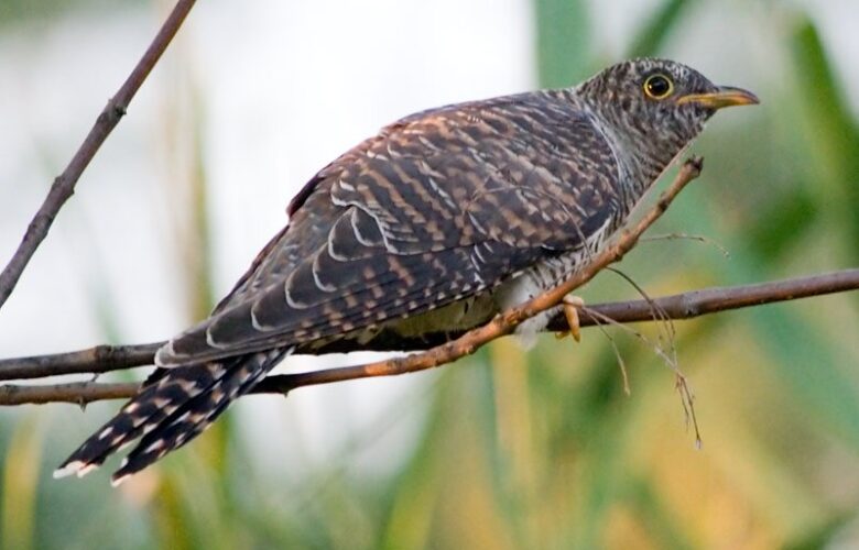 Кукушка. Если б знал, что мало жить попросил бы Бога, «Сделай дедушка мне жизнь,…