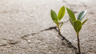 СашаЧерный