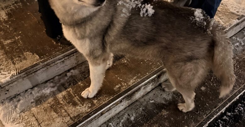 Найдена собака в Петергофе, у чайханы 24/7. Ласковая, с ошейником, умная. До сих пор…