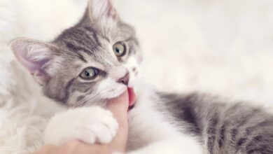 Кот Морозным утром Повстречал кота. Я шёл домой, Он у подъезда жался. Его сковала…