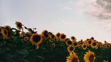 Ступив ногой в неизвестность И вдохнув раскаленного воздуха, Ты найди объясненье всему И прикрой…