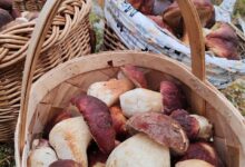 Многие грибники Ленинградской области уже закрыли сезон, но самые активные продолжают в лесу находить…