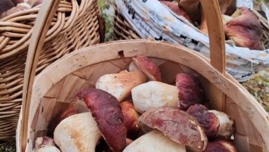 Многие грибники Ленинградской области уже закрыли сезон, но самые активные продолжают в лесу находить…