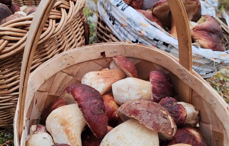 Многие грибники Ленинградской области уже закрыли сезон, но самые активные продолжают в лесу находить…