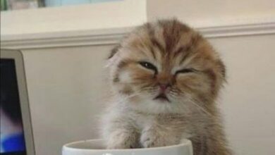 Доброе утро, петербуржцы! Сегодня в Петербурге температура будет держаться в пределах +4…+10 °C. Ветер…