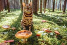 Доброе утро, петербуржцы! Сегодня в Петербурге ожидается облачная погода с редкими просветами, осадков не…