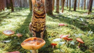 Доброе утро, петербуржцы! Сегодня в Петербурге ожидается облачная погода с редкими просветами, осадков не…