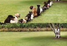 В Петербурге депутаты решили решить проблему очередей в женских туалетах. Алексей Цивилёв предложил изменить…