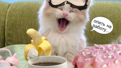 Доброе утро, петербуржцы! В Петербурге сегодня с утра около +5°, но ощущаться это будет…